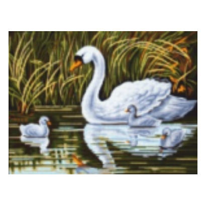 Swans