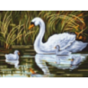Swans