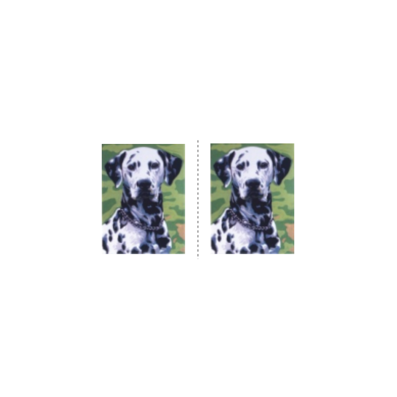 Dalmatias (double Embroidery)