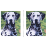 Dalmatias (double Embroidery)